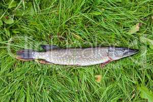 Freshwater fish pike lying on the green grass