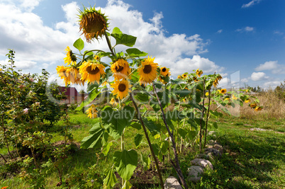 Beautiful sunflowers in the field against blue sky.