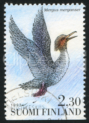 Mergus merganser