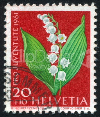 flower lily of the valley