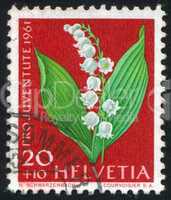 flower lily of the valley