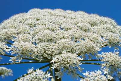 Giant Hogweed flowering