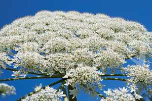 Giant Hogweed flowering