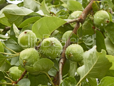Small green apples fruit on the branch