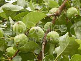 Small green apples fruit on the branch