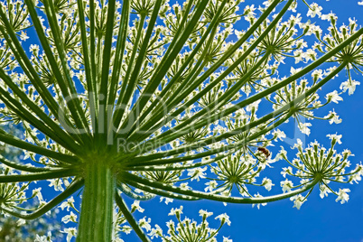 Giant Hogweed (heracleum sphondylium) from below