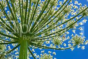 Giant Hogweed (heracleum sphondylium) from below