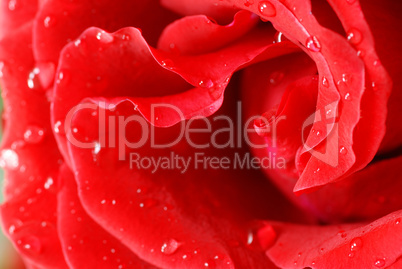 Red rose petals