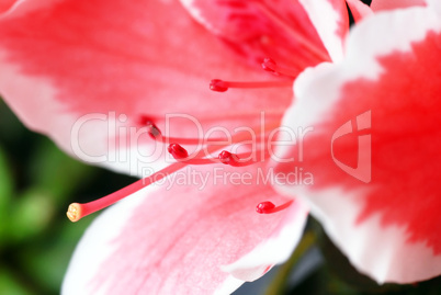 Pink Azalea flower