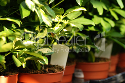 Shefflera plants in garden center