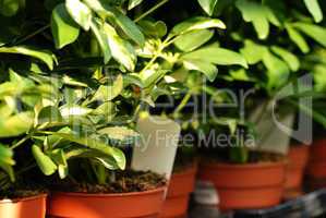 Shefflera plants in garden center
