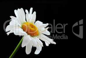 Beautiful daisy flower