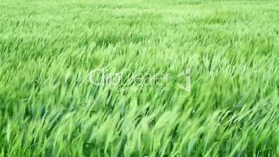 Green Cereal field