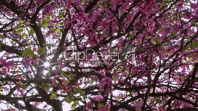 European Judas-tree (Cercis siliquastrum), Árbol del amor