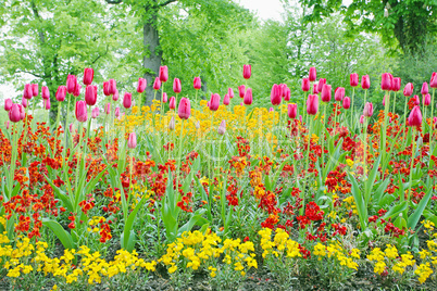 A closeup of tulips, blooming in a garden. Colorful flowers