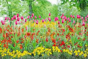 A closeup of tulips, blooming in a garden. Colorful flowers