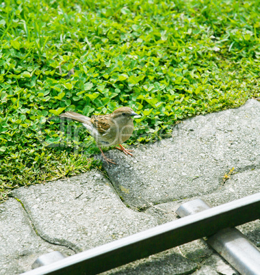 A friendly song thrush feeding.