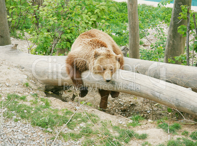 Brown bear in bear park of Bern, Switzerland