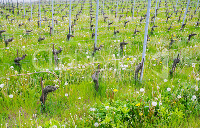 Close view of vineyards