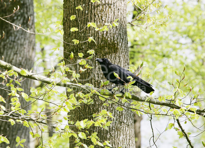 A strutting Black Crow with a peanut.