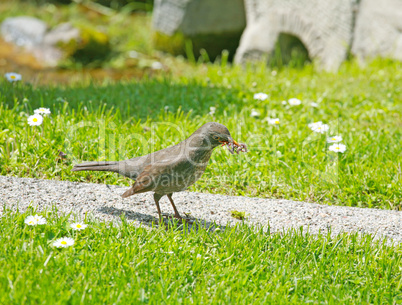 Mother bird hunting for food for the young ones. Song Thrush cat