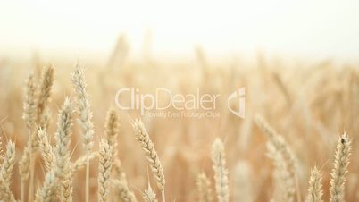 Wheat Background