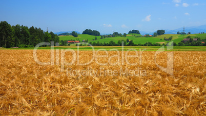 wheat field