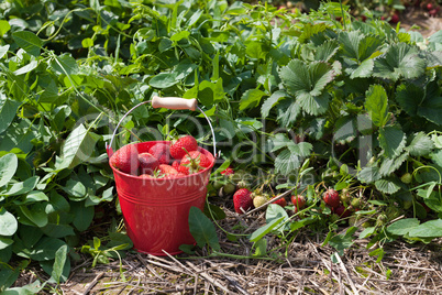 Eimer Erdbeeren