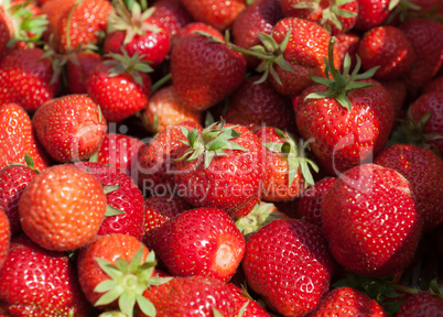 Nahaufnahme Erdbeeren