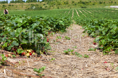 Grosses Erdbeerfeld