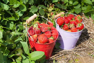 Frische Erdbeeren