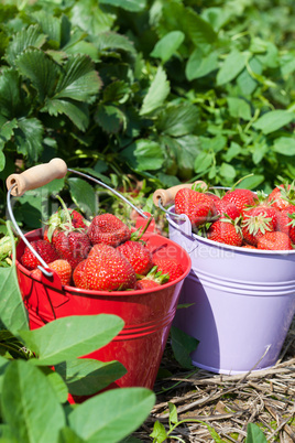 Frische Erdbeeren vom Feld