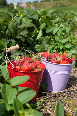 Frische Erdbeeren