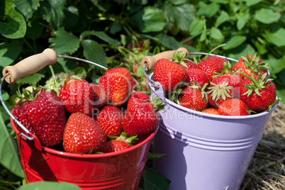 Rote erntefrische Erdbeeren