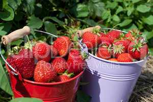 Rote erntefrische Erdbeeren