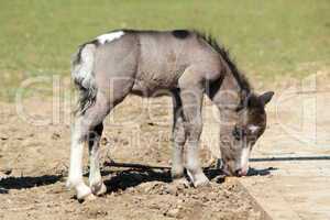 Grey baby pony