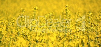 Rapeseed field