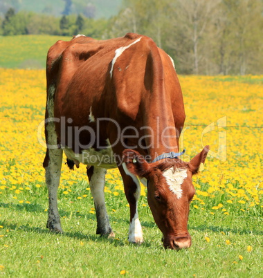 A cow eating in a field of dandelion