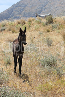 Colt and horse