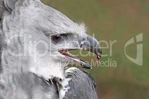 close up male adult harpy eagle