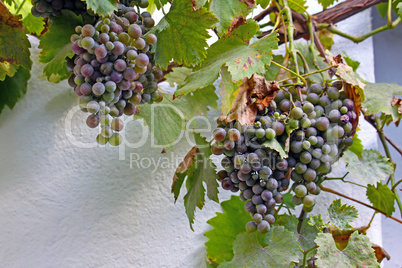 Bunche of blue grapes