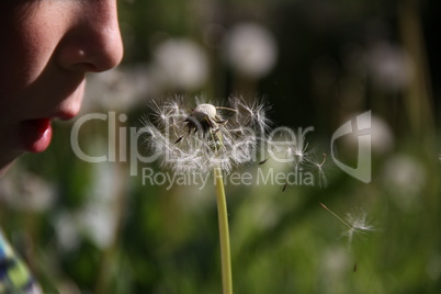 Fun with Dandelion