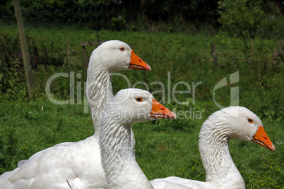 withe Geese