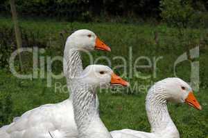 withe Geese