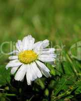 Bellis and green bacground