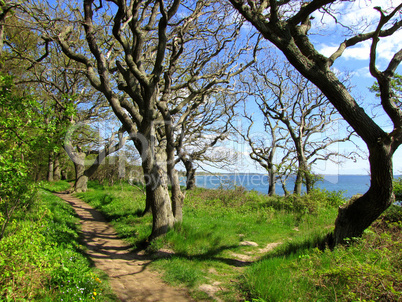 Path in forest and a view to the sea