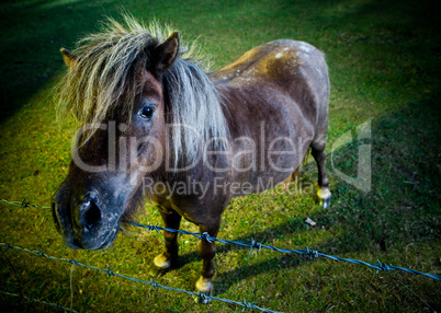 Inquisitve horse in the evening