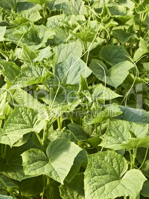 Cucumber plants in greenhouse