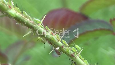 Aphid,