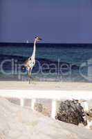 Heron on beach